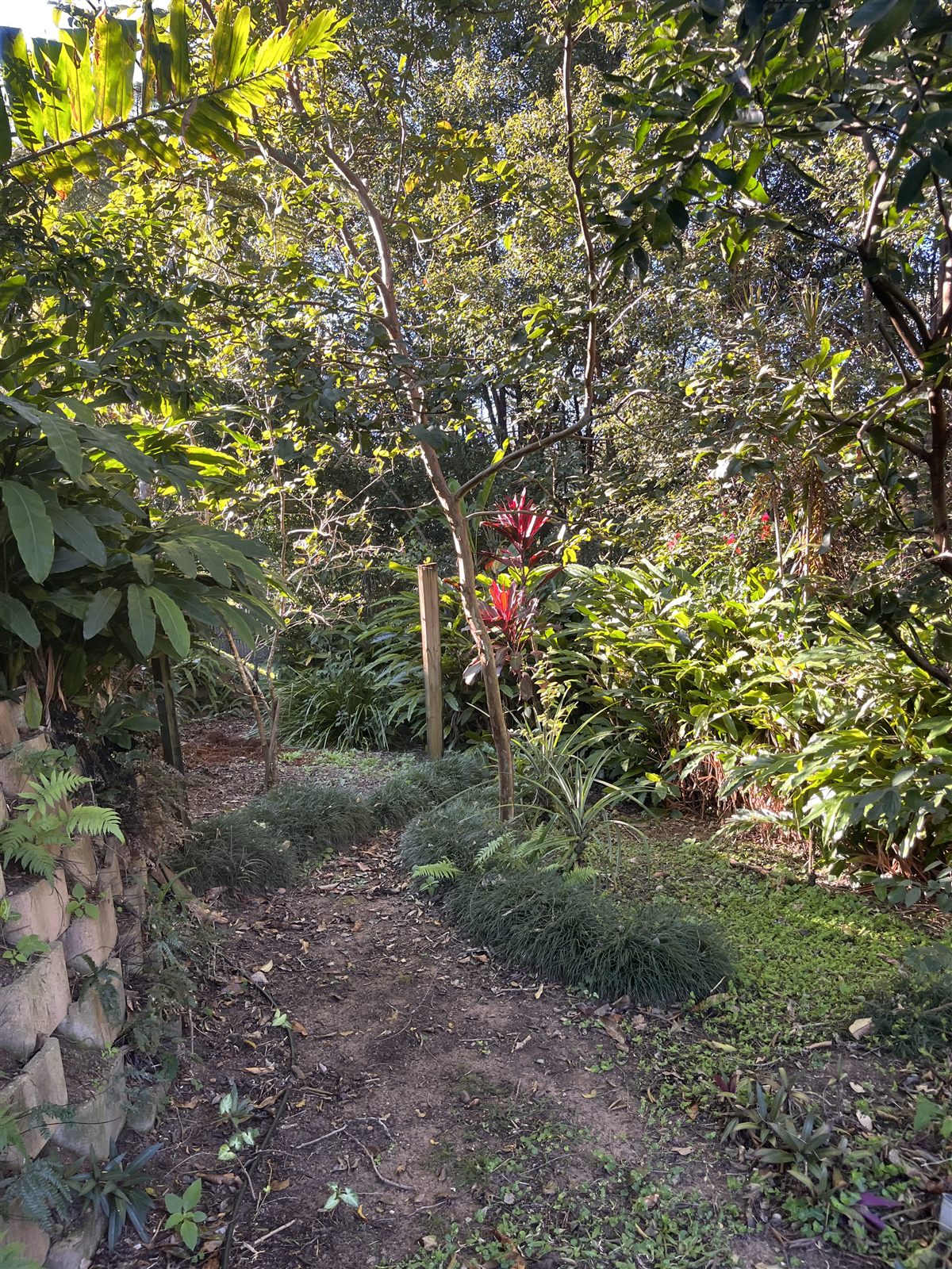 Garden cleanup before — Buderim, Sunshine Coast