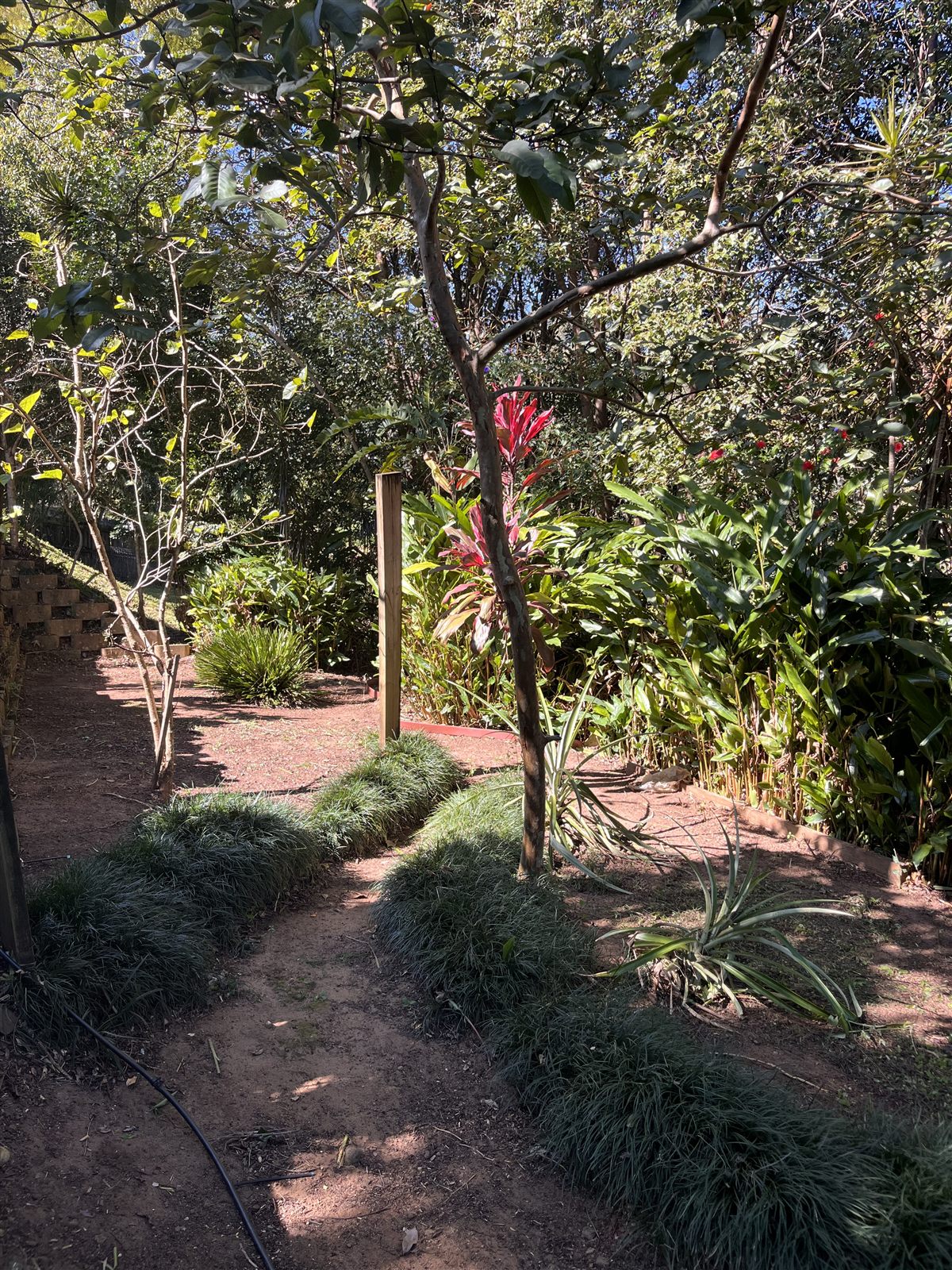 Garden cleanup after — Buderim, Sunshine Coast