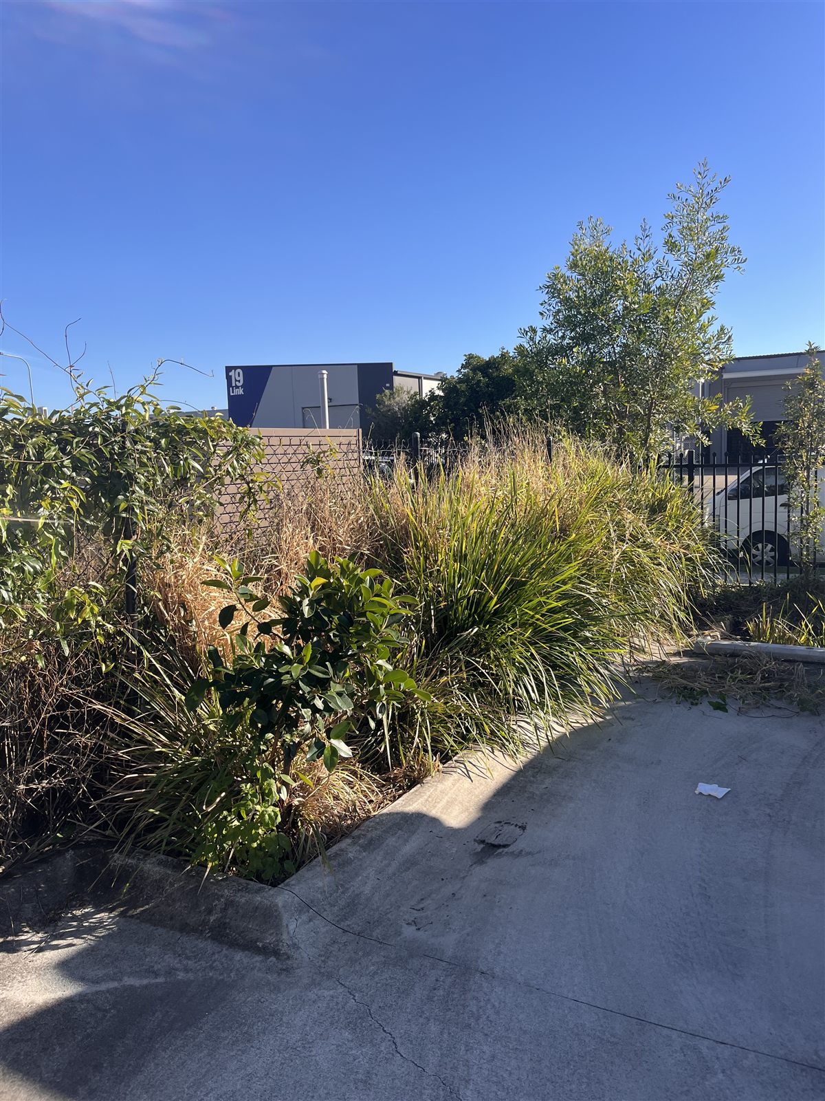Garden cleanup before — Buderim, Sunshine Coast