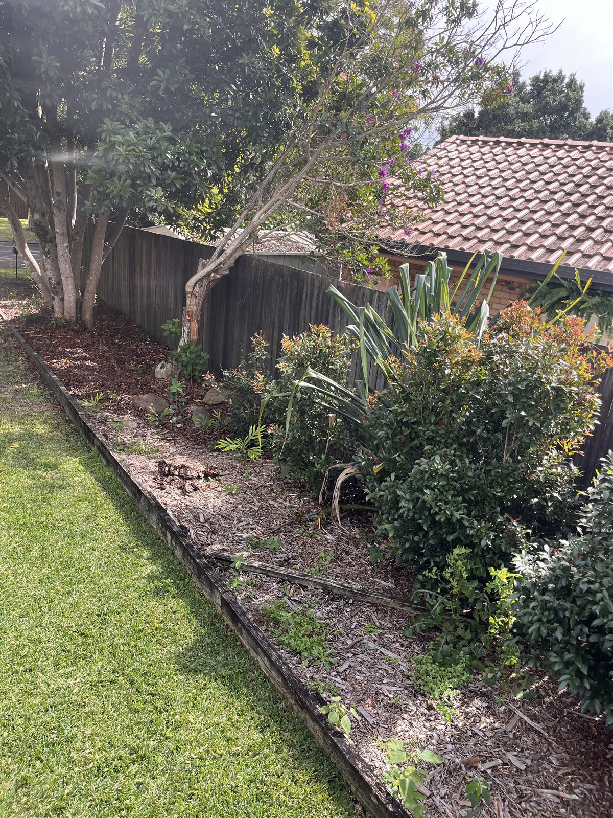 Mulching before — Buderim, Sunshine Coast