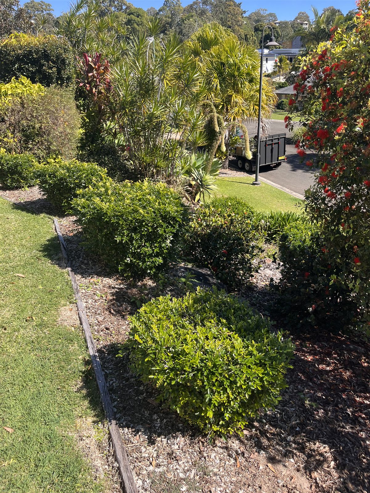 Hedge trimming before — Buderim, Sunshine Coast