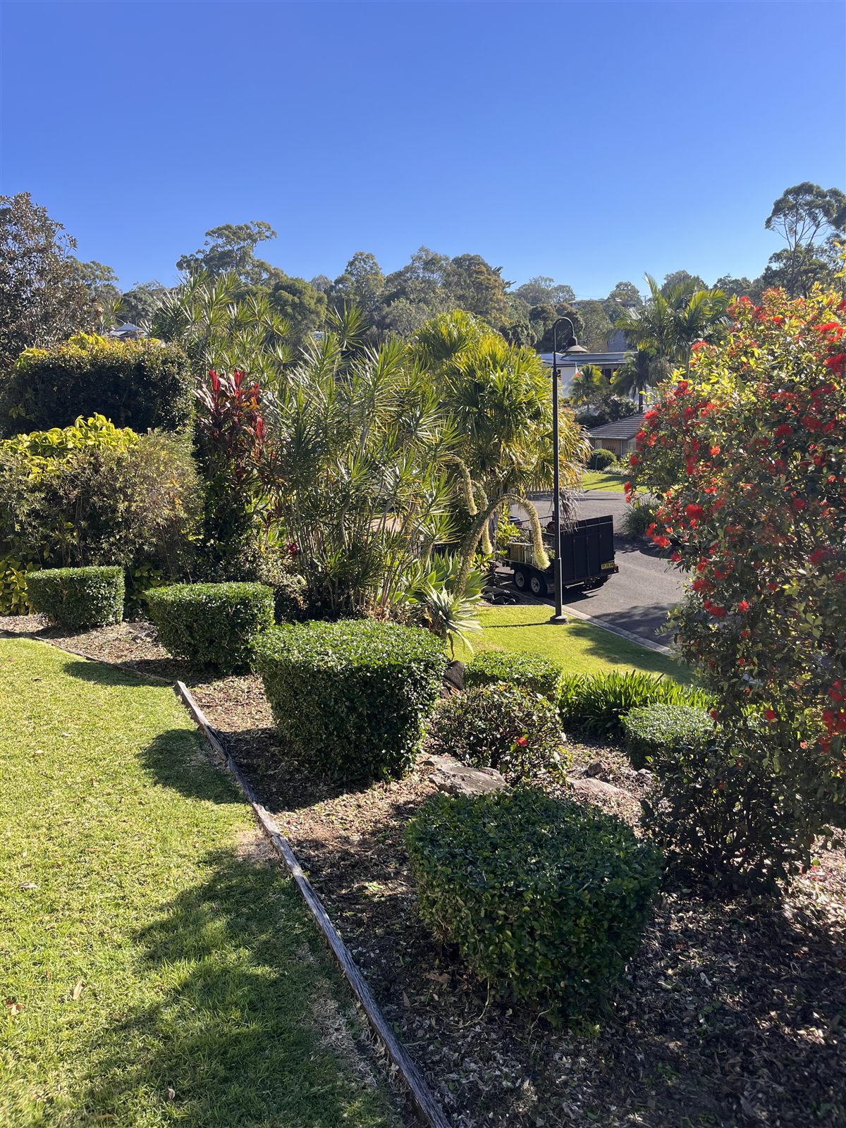 Hedge trimming after — Buderim, Sunshine Coast