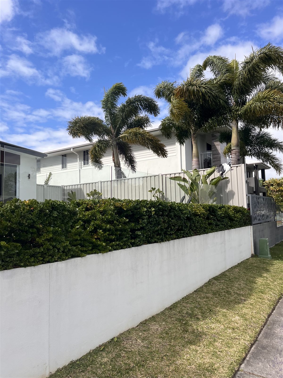 Hedge trimming after — Buderim, Sunshine Coast