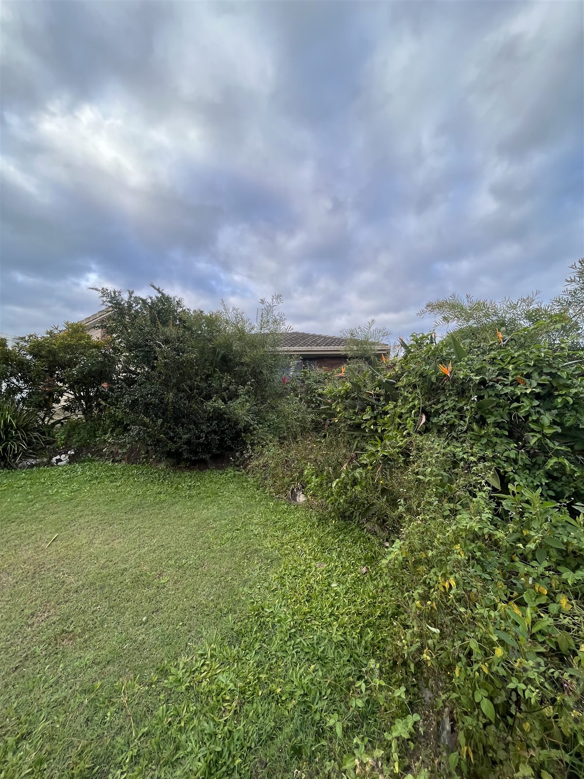 Weed control before — Buderim, Sunshine Coast