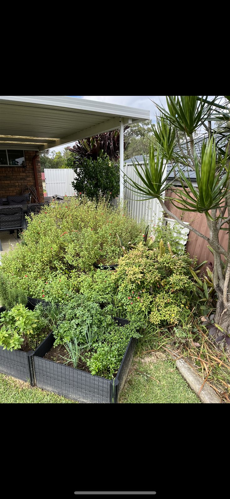 Garden maintenance before — Buderim, Sunshine Coast