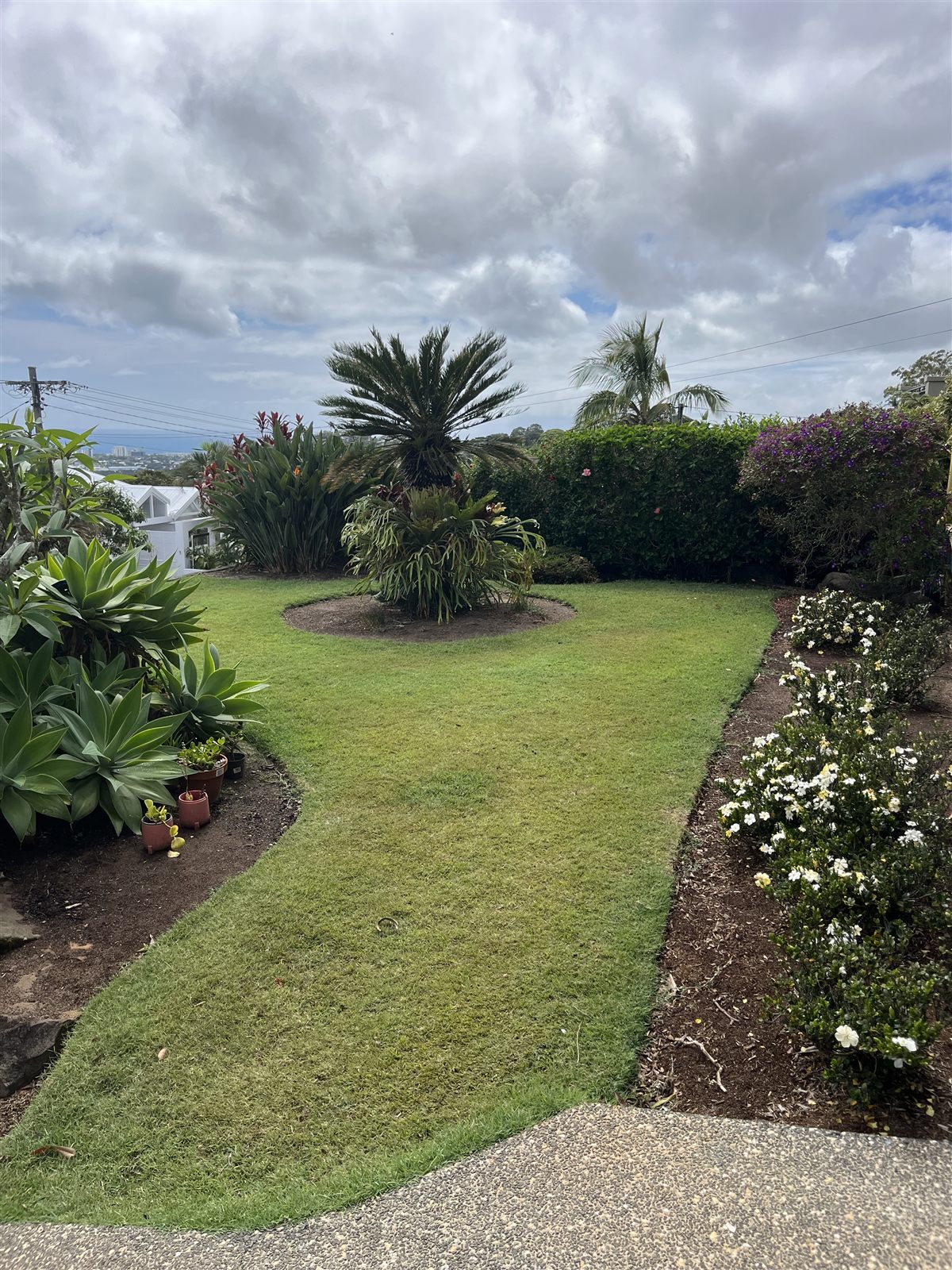 Lawn mowing before — Buderim, Sunshine Coast